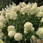 Hortenzia metlinatá (Hydrangea paniculata) ´SILVER DOLLAR´ - výška 20-30 cm, kont. C2L